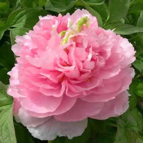 Lotus Lantern Peony