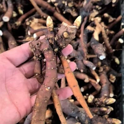 牡丹ラメットの苗