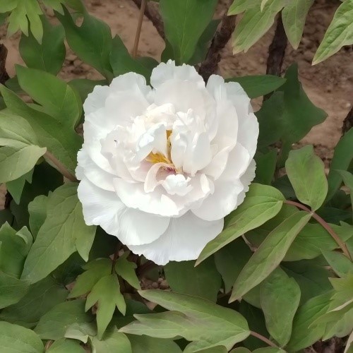 White Tree Peony